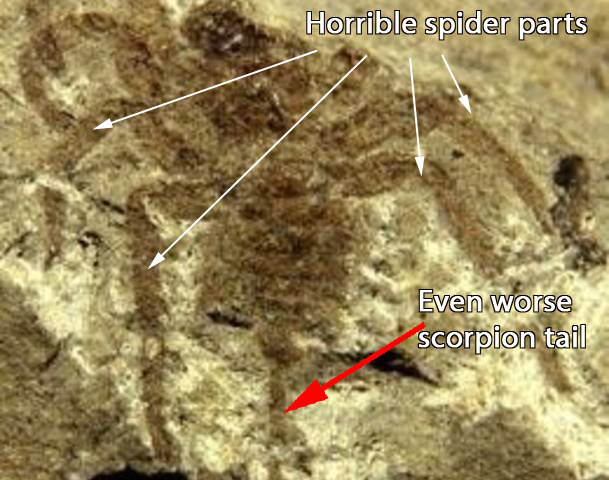Spiders with stings like scorpions